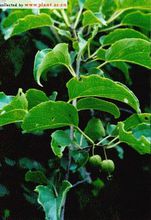 狗枣猕猴桃 狗枣猕猴桃