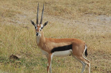 斯氏瞪羚 斯氏瞪羚