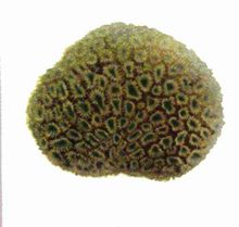 腔肠动物 腔肠动物